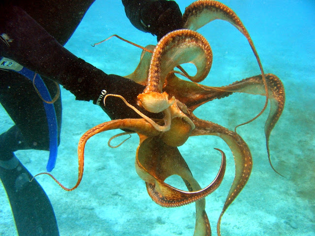 Octopus’s skin can detect light