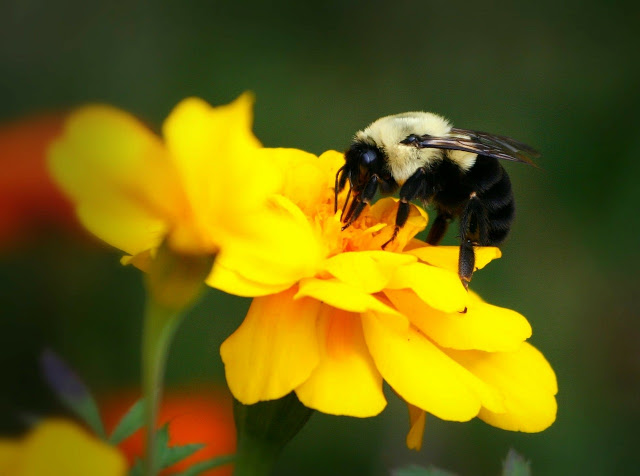 Bumblebees affected by Global warming