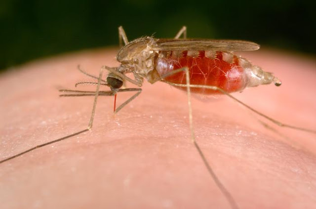 Study reveals the mechanisms that mosquitoes use to find their prey