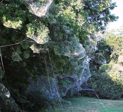Massive communal spider webs appear in Dallas suburbs