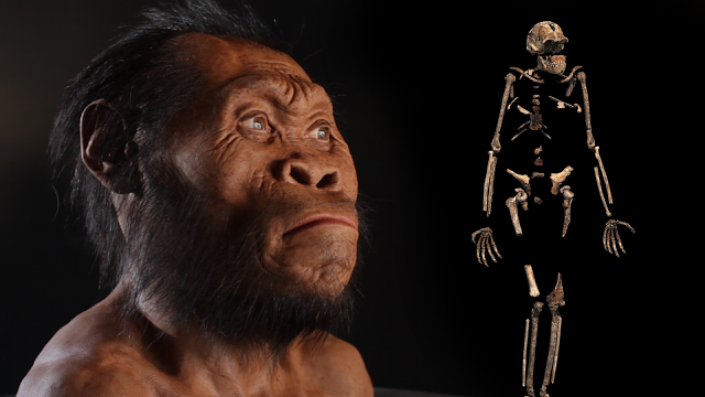 New Discovery in our Evolutionary Lineage – Homo naledi