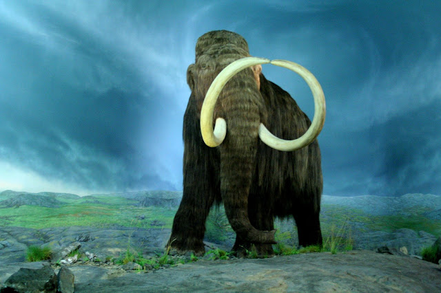Comprehensive study on mammoths reveals their adaptation secrets