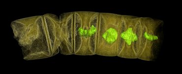 X-ray tomographic picture (false colors) of what scientists say is fossil thread-like red algae