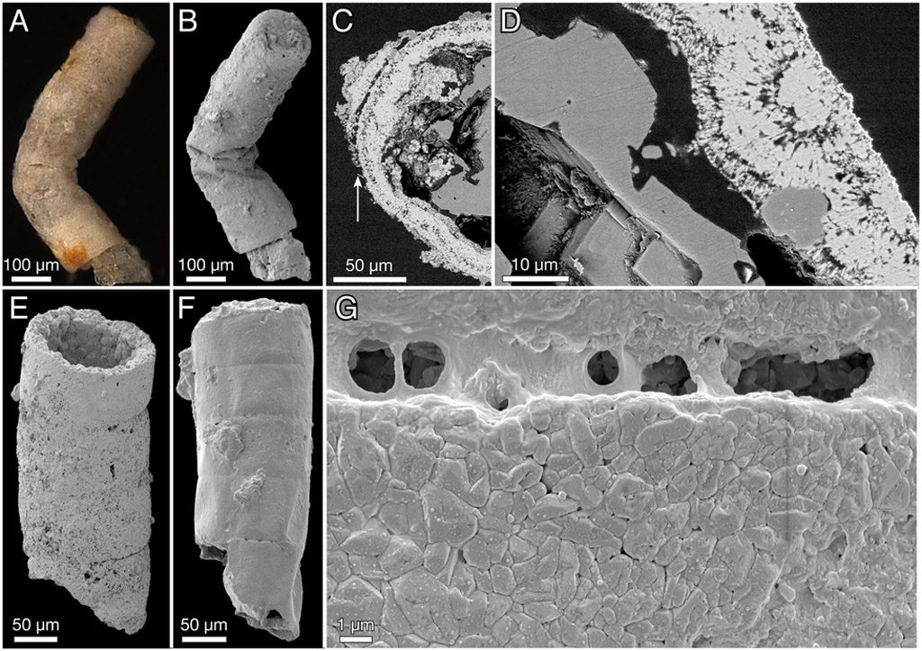 Images of the red algae fossils seen through an electron microscope