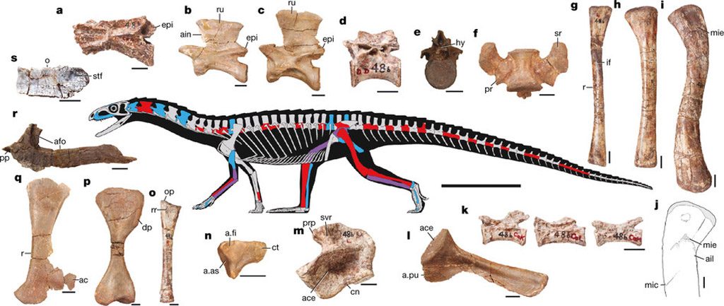 Skeletal anatomy of Teleocrater rhadinus gen.